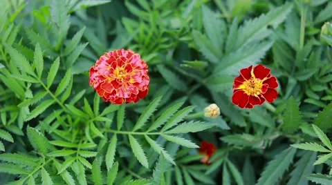 Marigold flower close up. Nature background Stock Footage 66439035
