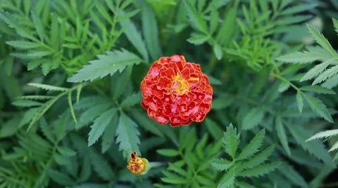 Marigold flower close up. Nature background Stock Footage 66439052