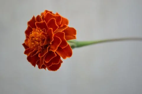 Marigold flower close up Stock Photos