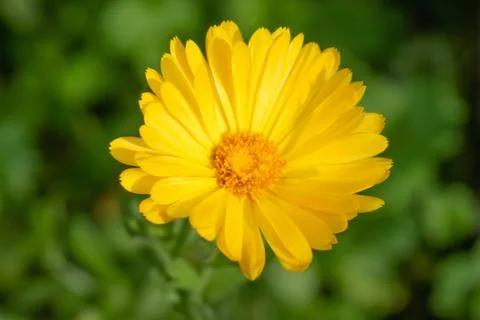 Marigold flower close-up Foto stock