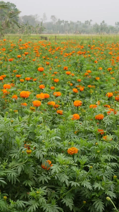 Marigold Flower Field 库存影片 333905814