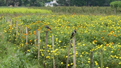 Marigold Flower Field 库存影片 334000636