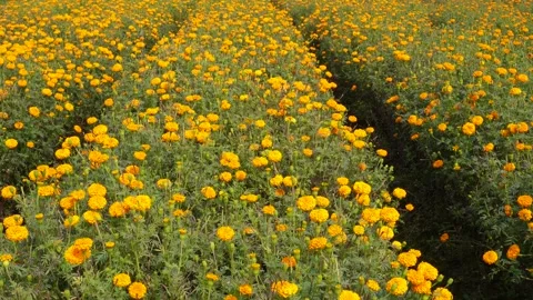 Marigold Flower Fields Stock-Footage 332583763
