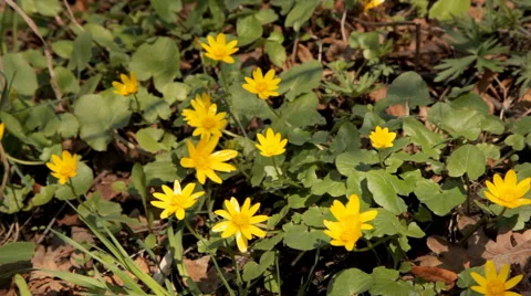 Marigold flower Vidéo 62790677