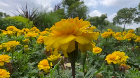 Marigold flower Stock Footage 196158554