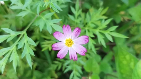 Marigold flower Stock Footage 233049150