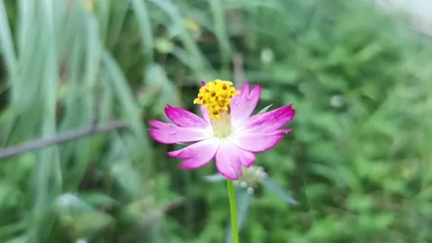 Marigold flower Stock Footage 233049163
