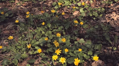 Marigold flower in the forest Stock-Footage 62790719