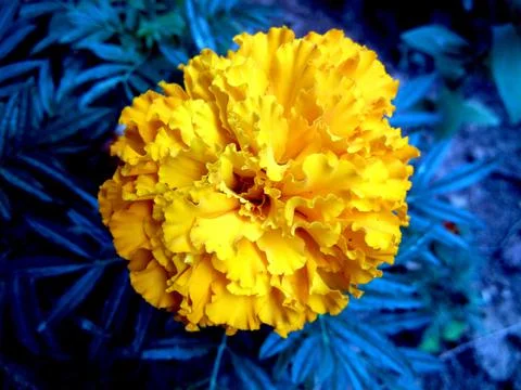 Marigold flower in the grass Stock Photos