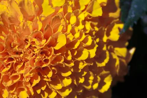 Marigold flower, macro Stock Photos