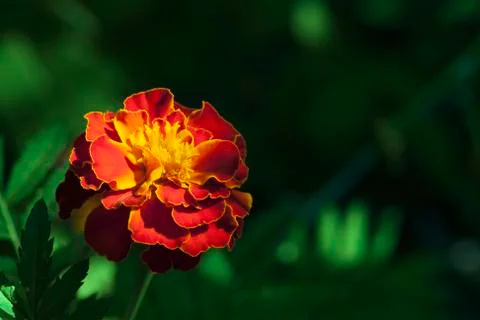 Marigold flower, macro Stock Photos