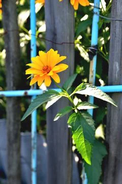 Marigold flower, old wired rustic fence Stock Photos