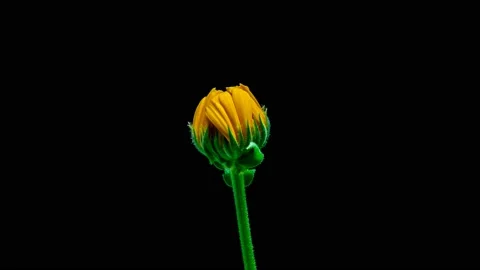 Marigold flower opening time lapse Stock Footage 131221121