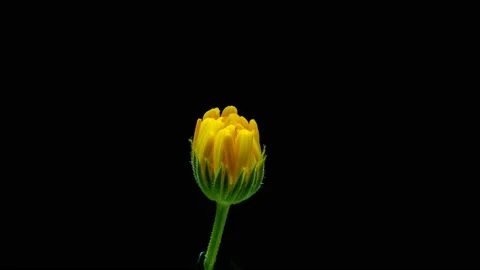 Marigold flower opening time lapse Stock Footage 131221342