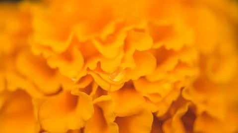 Marigold flower petals presenting a single. Clear water drop. Highlighting .. Photos