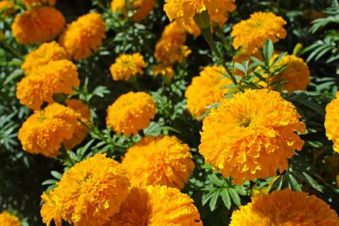 Marigold flower Stock Photos