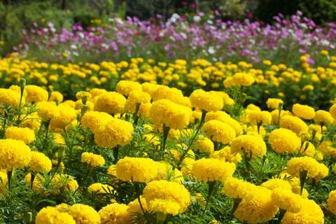 Marigold flower Stock Photos