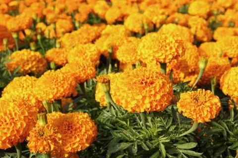 Marigold flower Foto stock