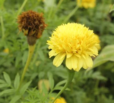 Marigold flower Stock Photos
