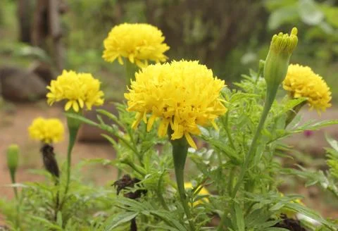 Marigold flower Stock Photos
