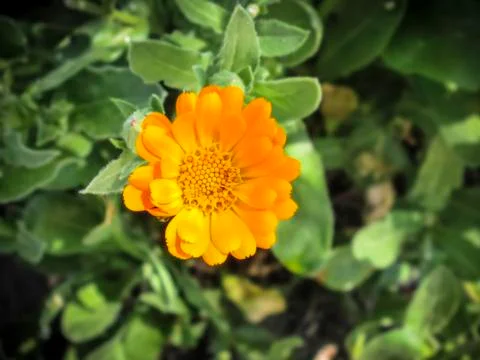 Marigold flower Stock Photos