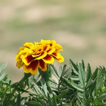 Marigold flower Stock Photos
