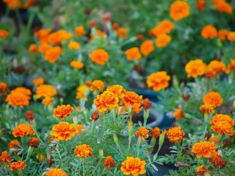 Marigold flower Stock Photos
