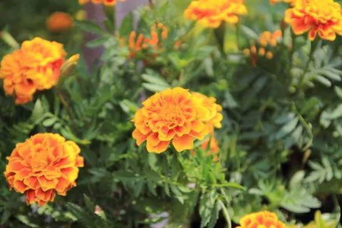 Marigold flower Stock Photos