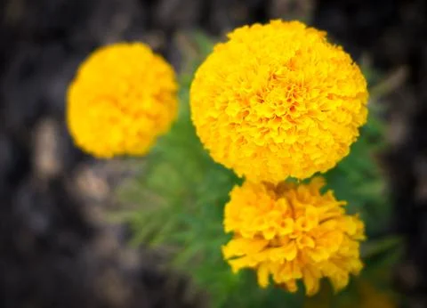 Marigold flower Stock Photos