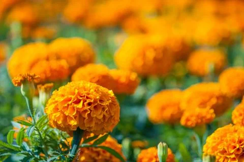 Marigold flower Stock Photos