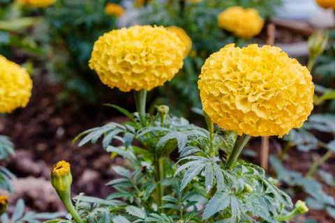 Marigold flower Foto stock