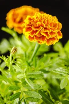 Marigold Flower. Stock Photos