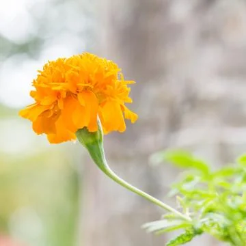 Marigold flower Stock Photos