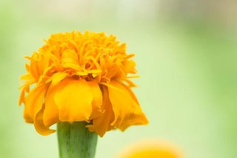 Marigold flower Stock Photos