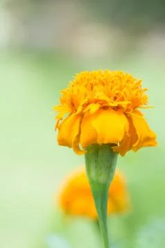 Marigold flower Stock Photos