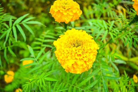 Marigold flower Foto stock