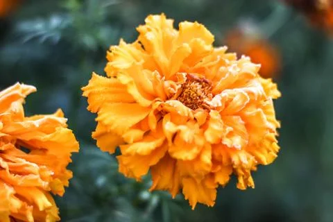 Marigold flower Stock Photos