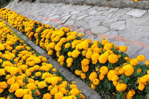 Marigold Flower Stock-Fotos