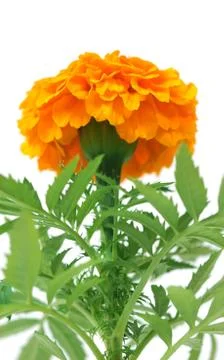 Marigold flower Stock Photos