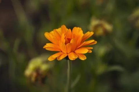 Marigold flower Stock Photos