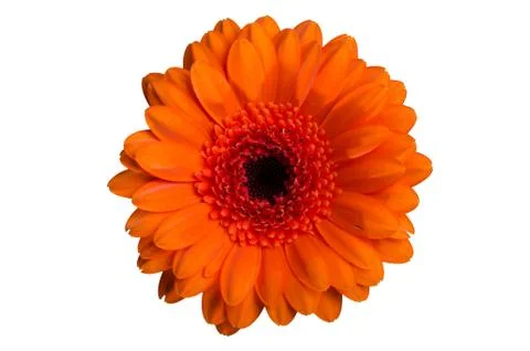 Marigold flower Stock Photos