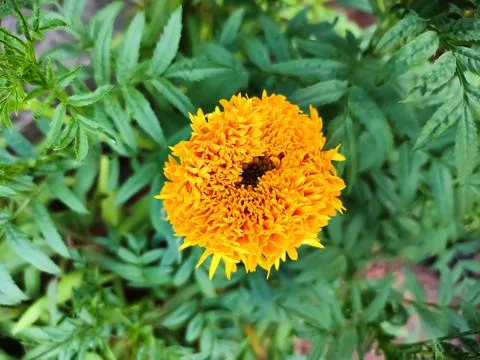 Marigold flower Stock-Fotos