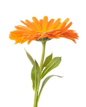 Marigold  flower Stock Photos