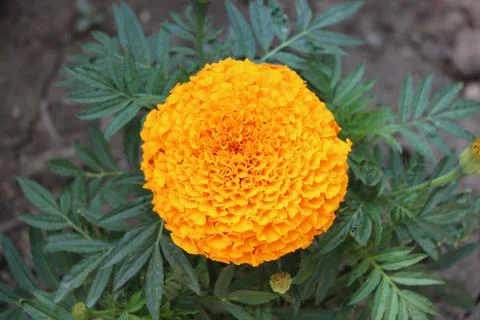 Marigold flower 스톡 사진