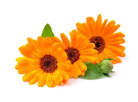 Marigold flower Stock Photos