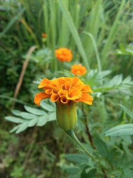 Marigold flower Stock Photos