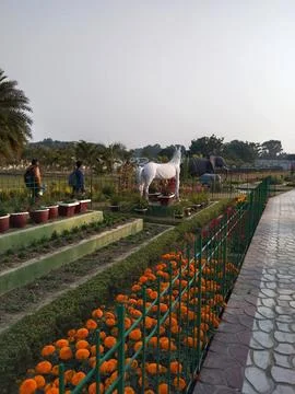 Marigold flower 스톡 사진