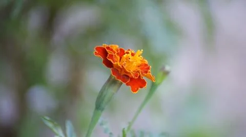 Marigold Flower Stock Photos