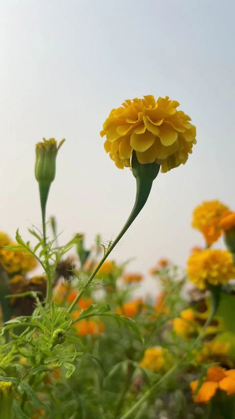 Marigold flower plant Stock Footage 293949011
