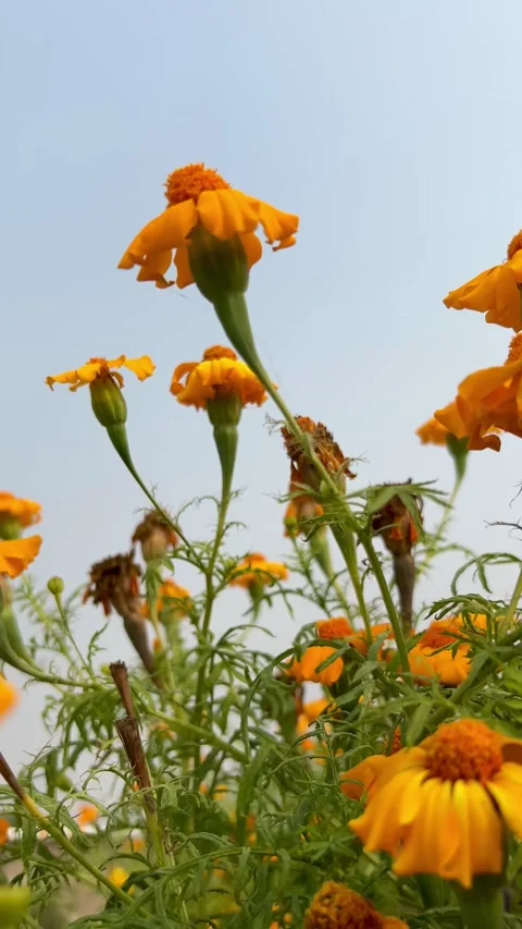 Marigold flower plant Stock Footage 293949191